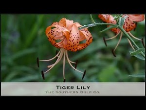 Tiger Lily