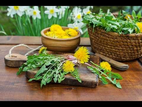 Dandelion Leaves: A Surprising Brain-Boost from Digestion-Proof Polyphenols