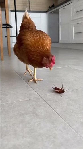 What Happens When a Chicken Meets a Giant Bug? #cockroaches #chicken