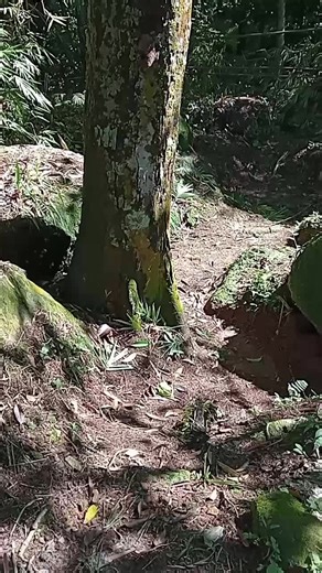 Main jolok jolok🤭😜🤣 #dusunbelakangrumah #durianlover #jolokdurian #tersepit #fyp #fypシ゚viral