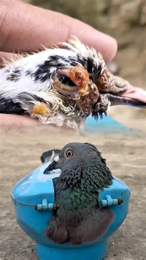 Kalapatia pox maggot removal