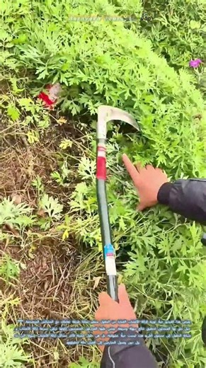 هذه الحيل لإزالة الأعشاب الضارة من الحقول ستغير طريقة تعاملك مع الحشائش المتضخمة
