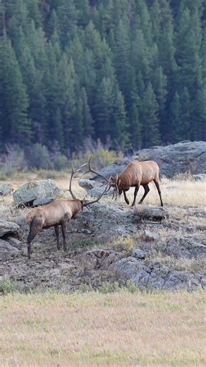 2 bull elk during the rut fighting🦌🦌