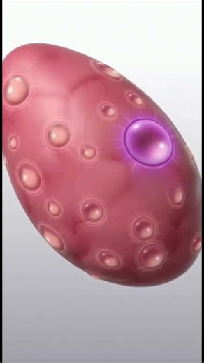 What Happens to Hormones After Your Period? | Biology Explained