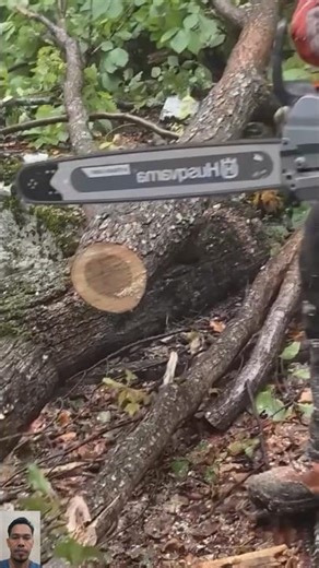 Cutting Tree Trunks and Branches After the Tree Falls | Chainsaw Work 🌲🪚