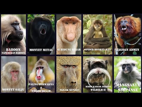 10 Monyet Paling Unik yang Menarik Perhatian