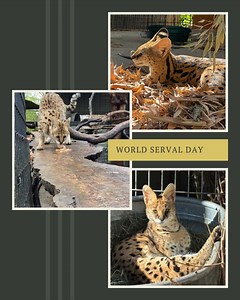 3.2K views · 195 reactions | Happy World Serval Day! ✨ Servals are...
