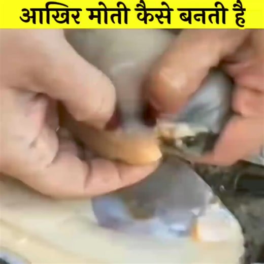 4.6K views · 49 reactions | How are pearls formed naturally? #pearls #formed #explained #inhindi #facts #reels #fb #facebook #fyp | Deep Access | Facebook