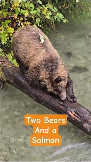 Grizzly Bear Eating & Sharpening Teeth | Salmon Run | Alaskan Wildlife