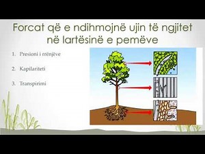 Biologji X - Transpirimi