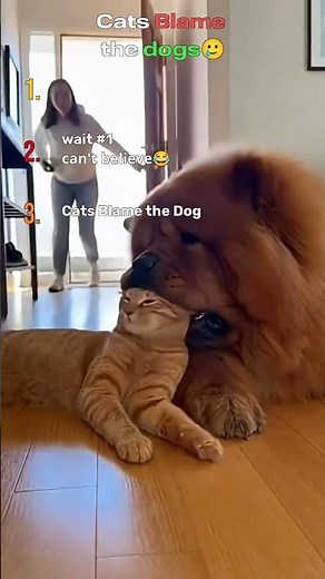 Cats Snitch on Dogs 😭