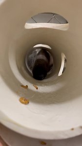 8K views · 195 reactions | #ASMR with Eury  #DYK a #GiantAnteater tongue is 2 feet long and coated in a sticky saliva which allows them to slurp ants and termites with ease. #GreensboroScienceCenter #VisitGSO #Anteater | Greensboro Science Center | Facebook