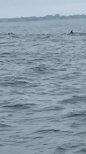 491K views · 10K reactions | #WATCH - 12 News This Morning anchor Patrick Little was out fishing in Middletown #Sunday morning and came across this pod of dolphins off Sachuest Point around 10:30am!! | WPRI 12 | Facebook