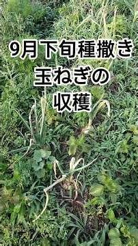 自然栽培で玉ねぎ大成功♪ #自然栽培 #家庭菜園 #自給自足#玉ねぎ栽培