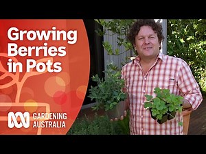 Grow berries in pots and control the conditions | Gardening Australia
