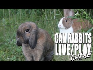 CAN RABBITS LIVE/PLAY OUTSIDE?