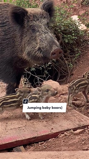 Cute Boars on TikTok
