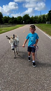 Hee-Haw #donkeys #minidonkeys #farming #sundaystroll #farmkids | Farmer Froberg