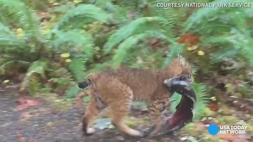 89K views · 80 reactions | A park ranger at Olympic National Park in Washington captured a bobcat's intense hunting mission. | Delaware Online | Facebook