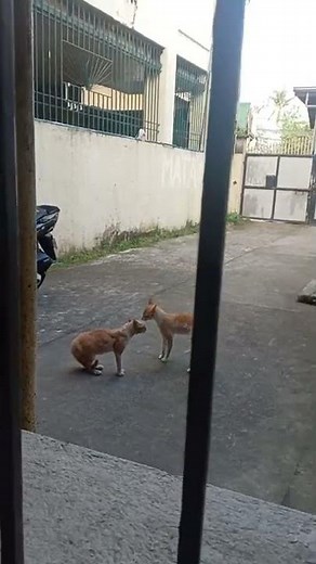 Male cats in heat meowing