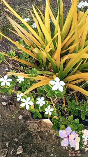 Colorful Periwinkle | Vivid Beauty of Nature