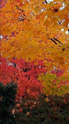 Maple Leaves in Different Colors #mapletree #fallcolor #autumn
