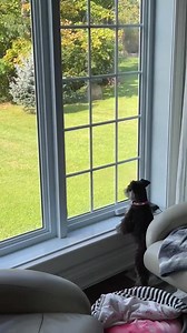 Katherine purchased a Barking Dog Silencer to help control the barking at squirrels by her two schnauzers. When they start barking a sensor makes an annoying high-pitched sound. It works for Hemi who hates it. But the brazen Tundra decides to take the silencer out! I just love it! Way to go Tundra! #puppy #miniatureschnauzer | Texas T's Teacup and Toy Schnauzers