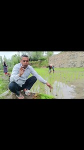 8.3K views · 180 reactions | Best Agricultural Practices . Paddy (Daan) Transplanting Land preparation, Spacing, Fertilizer Dose, application of Weedicide etc watch and share. | Agriculture Activities | Facebook