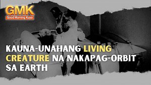 3K views · 343 reactions | November 3, 1957, ipinadala sa Earth's orbit ang tinaguriang space dog na si Laika. Si Laika ang naitala sa kasaysayan bilang kauna-unahang living creature na nakapag-orbit sa ating daigdig. #TodayInHistory | Good Morning Kuya | Facebook