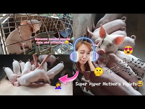 Baby Pig Management - BIRTH to WEANING | How to care Piglets | Pig Petting