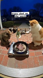 188K views · 3.3K reactions | POV: Cat Whisker cooking. Do not disturb. #disturbed #cat #reelschallengereelschallenge #reelsviralシ | Ganap PH | Facebook