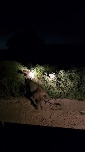 Always Eternal Enemies: Lion vs Hyena.