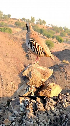 #ShikariChukar #ChukarPartridge #ChukarCalling #HuntingCall #ShikariStyle #WildChukar #ChukarSound #PartridgeCall #MountainChukar #HuntingVibes | HB Birds