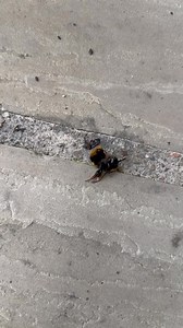 When the UK’s BIGGEST bumble bee tries to break into your house...  Mr Seasons wasn’t ready for this uninvited guest!  Would you open the door? #giantbee #bumblebee #mrseasons #ukwildlife #funnyreel #beeattack #wildlifeencounter #reelsuk #beevideo #naturemoment #beeonamission | Mr Seasons | Facebook