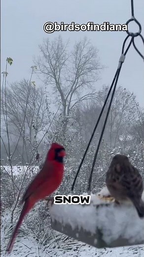 how do birds eat during the winter