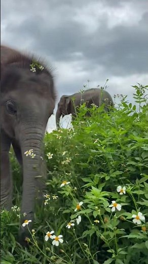 Too Cute! Baby Elephant Discovers Flowers!💖 #babyelephant #cuteanimal #wildlife #shorts