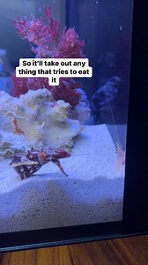 The shrimp didn’t have a chance! This cuttlefish will only eat live shrimp and refuses anything else. We might have cuttlefish babies soon! #petoctopus #octopus #cuttlefish #thereefdoc | The Reef Doc