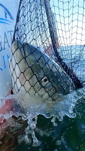 1K views · 37 reactions | End game is the best game. This has been some of the best striped bass fishing we have ever seen. Do you think it’s because of the new regulations that make you but the big breeders back? @marinabarnegatbay @hooker_electric @mercurymarine @pennfishing #striped #stripedbass #stripedbassfishing #stripedbasslures #stripedbassplugs #stripedbassnj #njstripers #njfishing #stripedbassregulations | Fish Circus | Facebook
