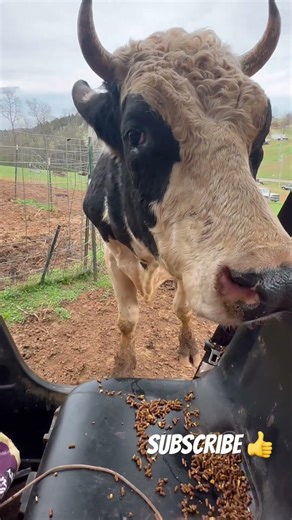 These cows are so dramatic 🙄
