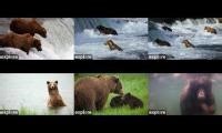 Mix of 6 videos from youtube : 2025 Katmai  BF-BFL-RF-KRV-RW-UW
