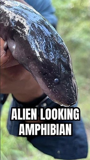 EEL-LIKE Alien Amphibian! 👽