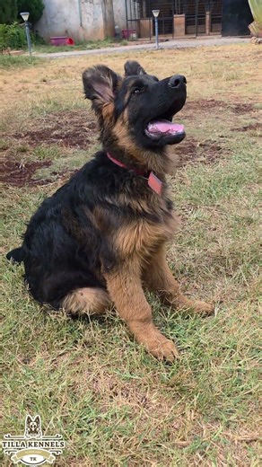 Pedigree #gsd #gsdpuppy #puppy