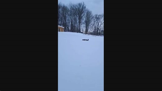 Ducks Swimming on Snow