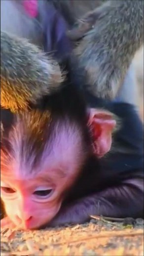 Adorable little baby moving slowly with chin on the ground – Wildlife worldwide earth
