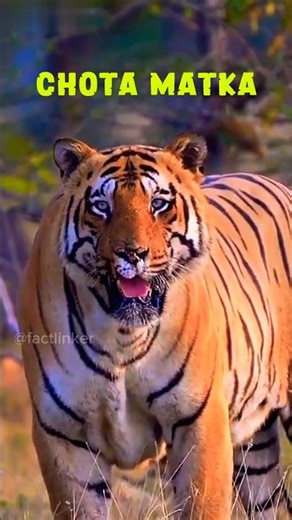 When the injured tiger took revenge 😱| Chhota Matka vs Bajrang & Mowgli | chhota matka tiger stor...