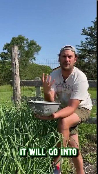 Garlic Scapes for Pickling, Ferments, and Sauces