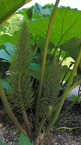 Gunnera Olbrzymia - Gunnera manicata Linden ex Andre #gunnera #gunneramanicata #japan #garden #japangarden | Kamil w Ogrodzie
