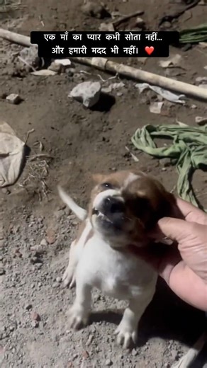 Hope in a Mother Dog’s Eyes ❤️ #shorts #ytshorts #funnydogs #instagram #reels #cutepet #animalscasa