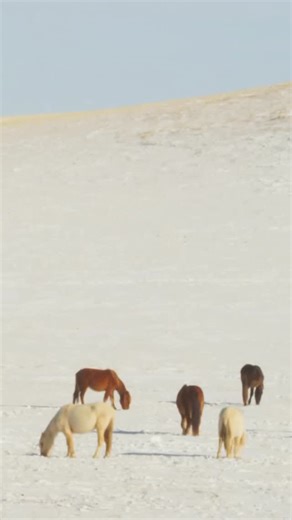 佐原商家町ホテル NIPPONIA | 公式 on Instagram: "【2026年・新年のご挨拶🐴】 皆さま、清々しい新年をお迎えのこととお慶び申し上げます。 昨年は格別のご厚情を賜り、誠にありがとうございました。 日常を離れ、このまちの風景、文化、暮らし、人々が語り継ぐ物語に触れる。自然と心がほぐれ、癒され、満たされる 。 そんな旅のひとときを、本年も真心を込めてお届けしてまいります。 2026年が、皆さまにとって素晴らしい一年になりますように。 本年も変わらぬお引き立てのほど、何卒よろしくお願い申し上げます。 🎍 お年玉キャンペーンのお知らせ 日頃の感謝を込めまして、新春の「お年玉クーポン」をご用意いたしました。 VMG会員様限定で、次回のご宿泊にご利用いただける20％OFFクーポンをプレゼントしております。 📎ご利用方法 1.プロフィール欄のハイライト「会員登録」より、VMG会員（登録無料）へご登録ください。 2. 登録完了後、お手元に届く「登録完了メール」にてクーポンコードをお送りいたします。 皆様のお越しを、心よりお待ちしております。 #謹賀新年 #佐原商家町ホテ