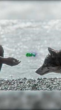 A boy saved a wolf, who became his best friend(White Fang 1991)😨😳